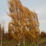 Betula pendula 'Fastigiata'