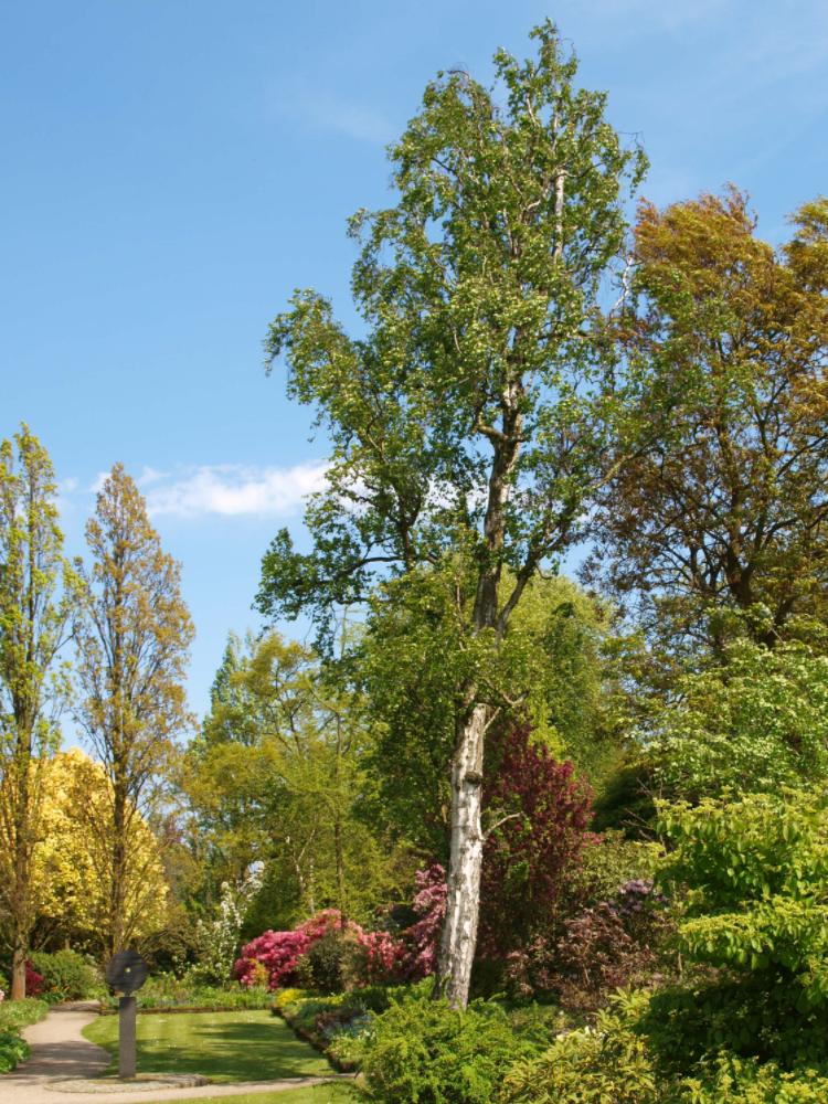 Betula pendula 'Obelisk'