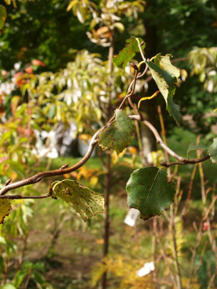 Betula pendula 'Spider Alley'