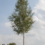 Betula pendula ‘Zwitsers Glorie’