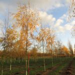 Betula pendula ‘Zwitsers Glorie’