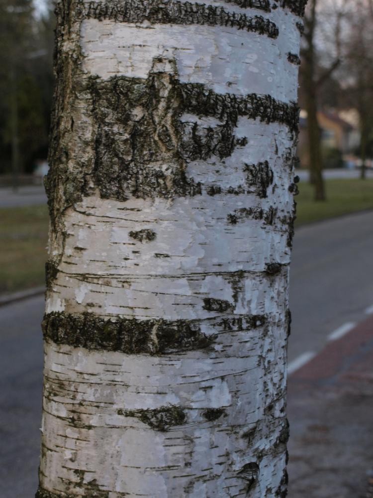 Betula pendula