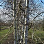 Betula pubescens