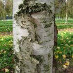 Betula pubescens