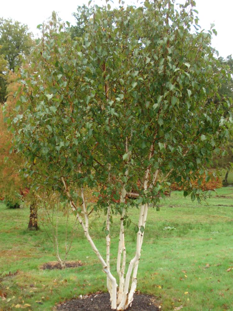 Betula utilis ‘Doorenbos’