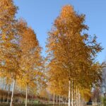 Betula albosinensis (utilis)