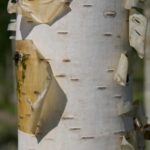 Betula albosinensis (utilis)