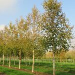 Betula albosinensis (utilis)