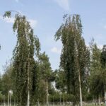 Betula pendula ‘Longtrunk’