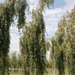 Betula pendula ‘Longtrunk’