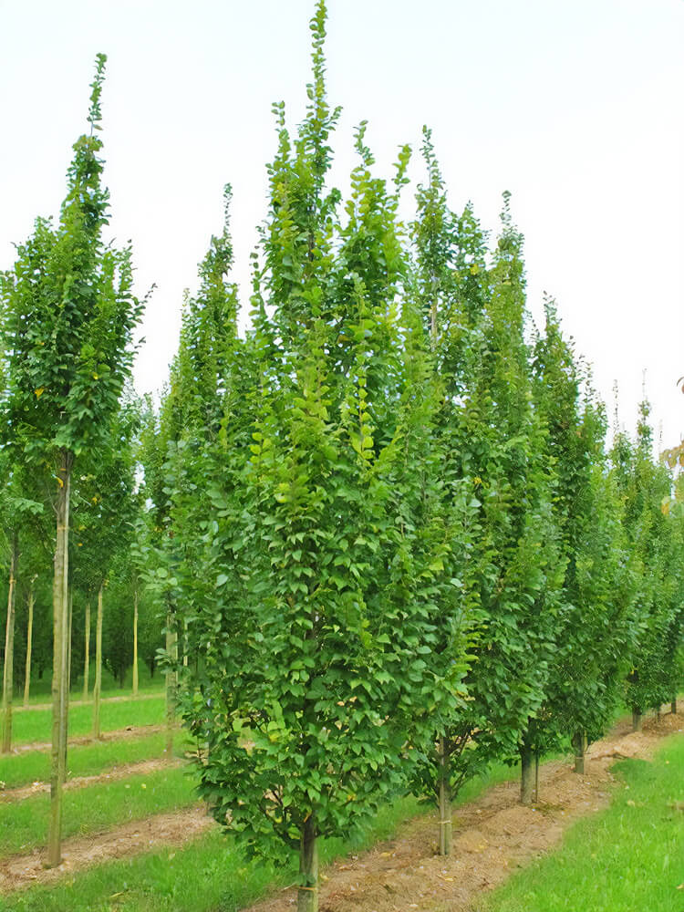 Carpinus betulus ‘Lucas’