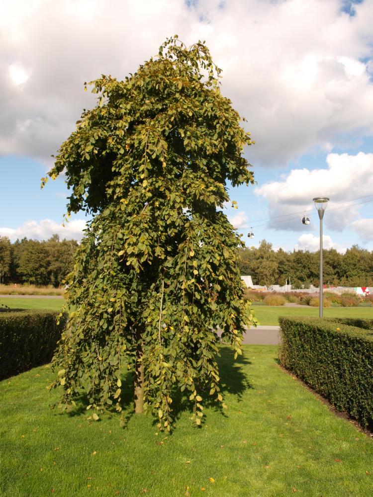 Carpinus betulus ‘Pendula’