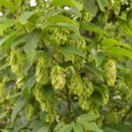 Carpinus japonica