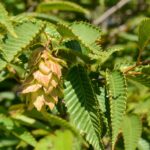 Carpinus japonica