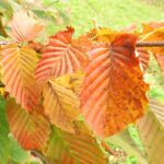 Carpinus betulus 'Purpurea'