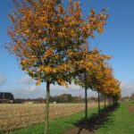 Carpinus betulus 'Purpurea'