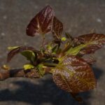 Catalpa erubescens ‘Purpurea’