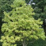 Catalpa speciosa