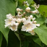 Catalpa speciosa