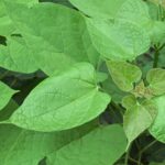 Catalpa speciosa