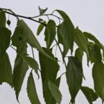 Celtis australis