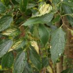 Celtis australis