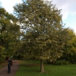 Celtis australis