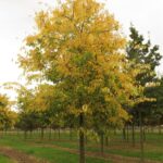 Celtis occidentalis