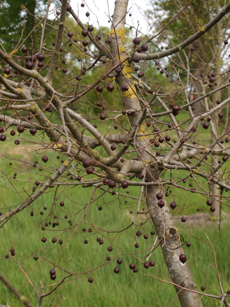 Celtis sinensis