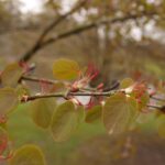 Cercidiphyllum japonicum