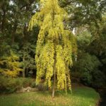 Cercidiphyllum japonicum