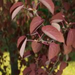 Cercidiphyllum japonicum