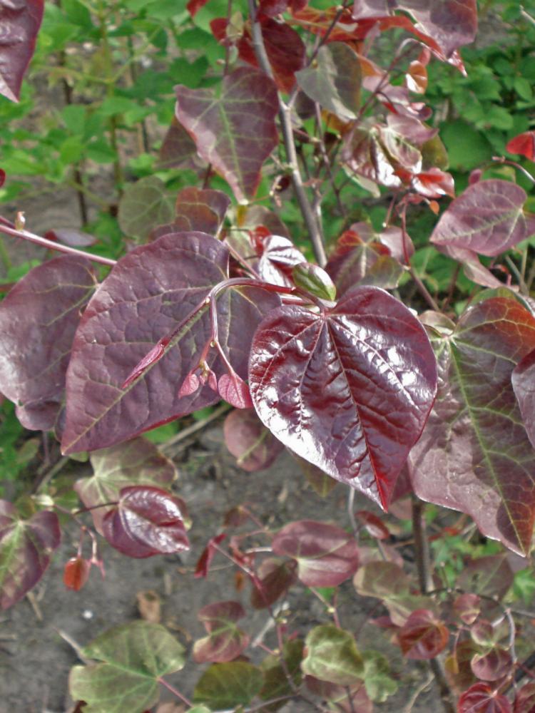 Cercis canadensis ‘Forest Pansy’