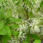 Chionanthus virginicus