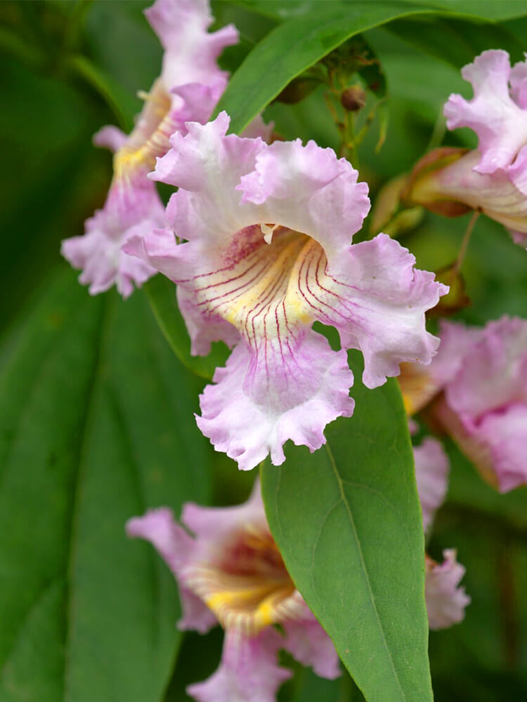 Chitalpa tashkentensis ‘Minsum’ SUMMER BELLS