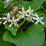 Clerodendrum trichotomum