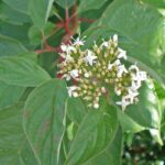 Cornus alba