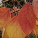 Cornus alba