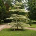 Cornus controversa ‘Variegata’