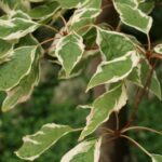 Cornus controversa ‘Variegata’