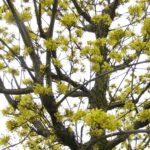 Cornus officinalis