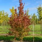 Cornus officinalis