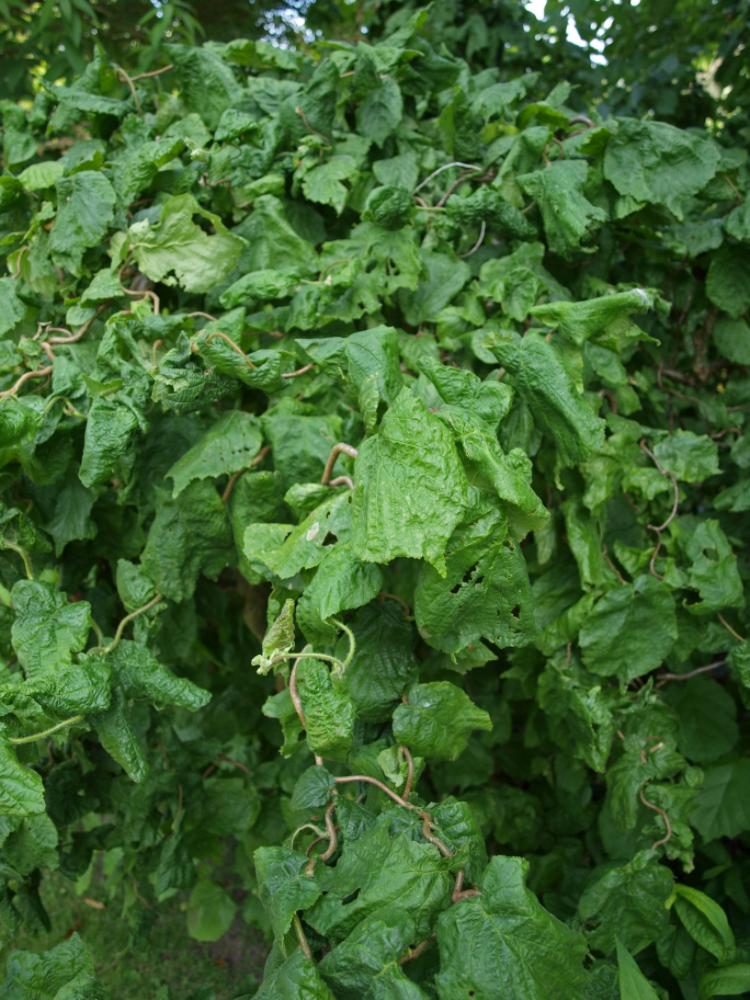 Corylus avellana ‘Contorta’