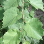 Corylus colurna