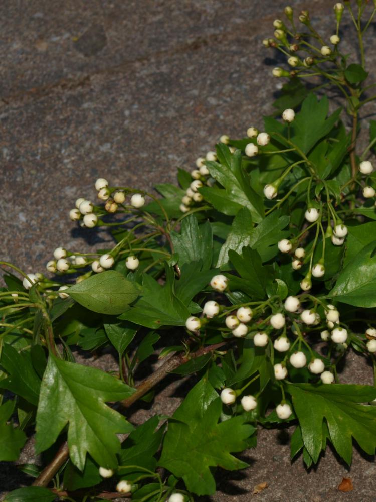 Crataegus monogyna