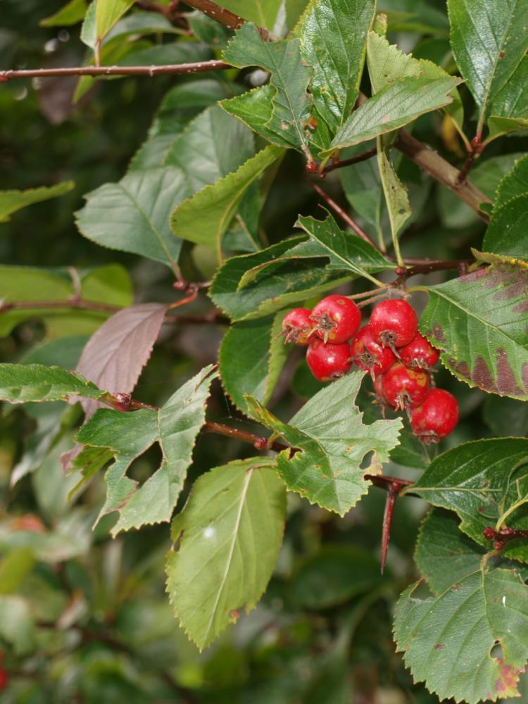 Crataegus succulenta ‘Jubilee’ BOOMFEESTDAG