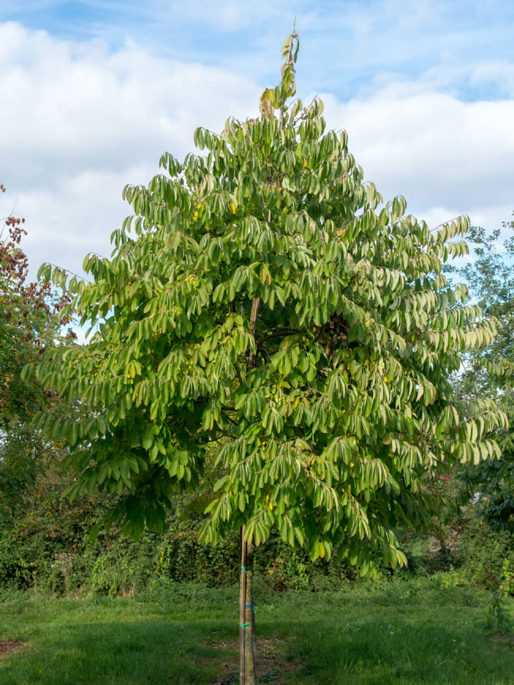 Diospyros virginiana