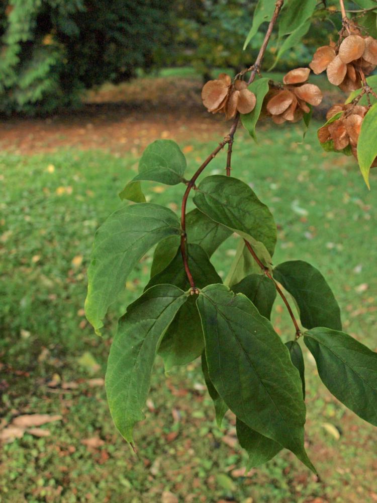 Dipelta floribunda