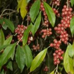 Elaeagnus multiflora