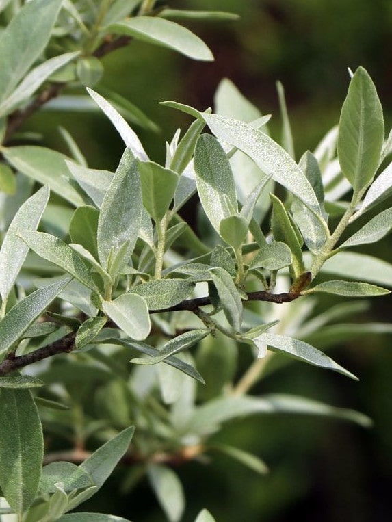 Elaeagnus ‘Quicksilver’